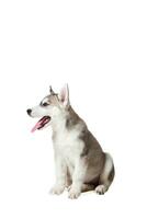 Siberian Husky puppy isolated on a white background photo