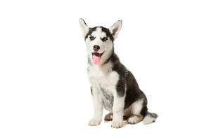 Siberian Husky puppy isolated on a white background photo