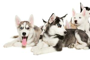 group of happy siberian husky puppies on white photo