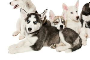 group of happy siberian husky puppies on white photo