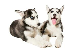 two little cute puppy of Siberian husky dog with blue eyes isolated photo