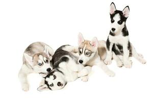 Siberian Husky puppies photo