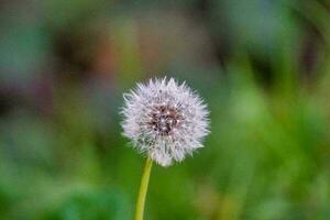 a dandelion is sitting in the grass photo