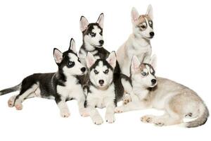 Group of puppies breed the Huskies isolated on white background photo