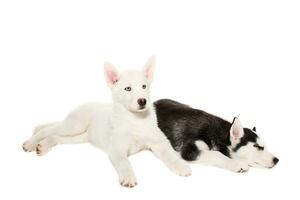 Cute little husky puppy isolated on white background photo