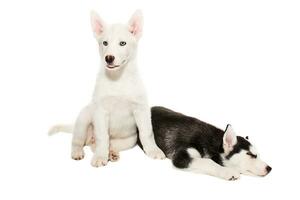 Cute little husky puppy isolated on white background photo