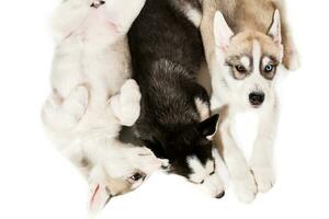 Group of puppies breed the Huskies isolated on white background photo