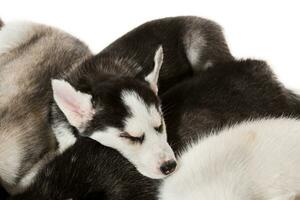 group of happy siberian husky puppies on white photo