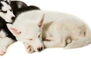 linda pequeño fornido perrito aislado en blanco antecedentes foto