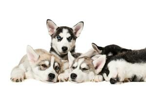 Siberian Husky puppies photo