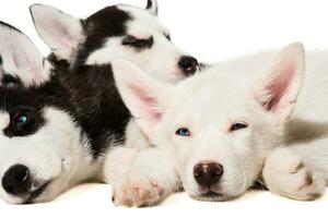 siberiano fornido cachorros foto