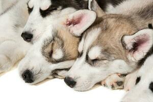 grupo de contento siberiano fornido cachorros en blanco foto