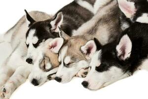 Cute little husky puppy isolated on white background photo