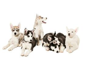 Group of puppies breed the Huskies isolated on white background photo