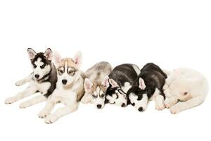 Group of puppies breed the Huskies isolated on white background photo