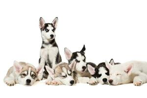 Siberian Husky puppies photo