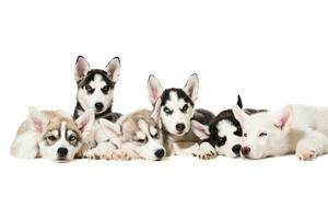 Siberian Husky puppies photo