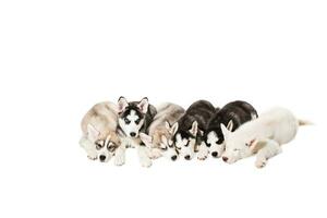 Group of puppies breed the Huskies isolated on white background photo