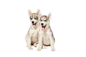 Two puppies breed the Huskies isolated on white background photo