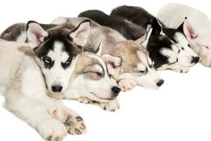 Group of puppies breed the Huskies isolated on white background photo