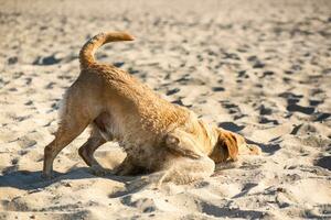 Labrador perdiguero perro en playa. Pelirrojo perdiguero acostado en el arena foto