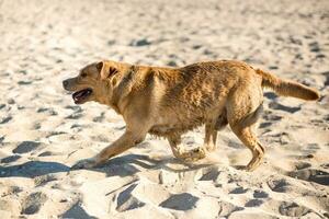 Labrador retriever dog on beach photo