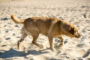 Labrador retriever dog on beach photo