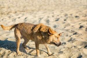 Labrador retriever dog on beach. Red Labrador Shakes Off Water photo