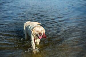 Labrador Retriever dog running through water creating huge splash and water droplets photo