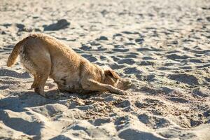 Labrador perdiguero perro en playa. Pelirrojo perdiguero acostado en el arena foto