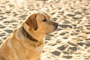 Yellow Labrador Retriever sitting on the beach, green trees is in the background. photo