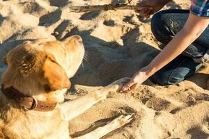 Portrait of young beautiful woman in sunglasses sitting on sand beach with golden retriever dog. Girl with dog by sea. photo