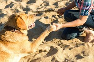 retrato de joven hermosa mujer en Gafas de sol sentado en arena playa con dorado perdiguero perro. niña con perro por mar. foto