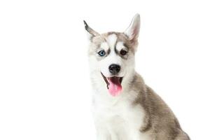 Siberian Husky puppy isolated on a white background photo