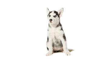 Siberian Husky puppy isolated on a white background photo