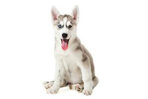 Siberian Husky puppy isolated on a white background photo