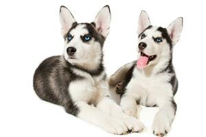 two little cute puppy of Siberian husky dog with blue eyes isolated photo