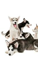 group of happy siberian husky puppies on white photo