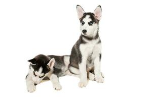 two little cute puppy of Siberian husky dog with blue eyes isolated photo