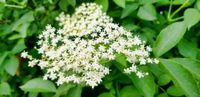 a white flower with green leaves in the background photo