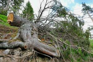 a large tree that has fallen over photo