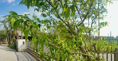 a fence with a tree in front of it photo