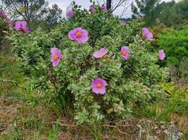 a bush with purple flowers photo