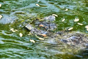 un Tortuga nadando en un estanque con verde agua foto