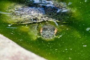 a turtle swimming in a pond with green water photo