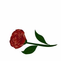 rose flower vector art design with white isolated background