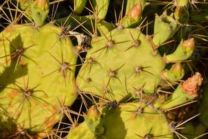 un cerca arriba de un cactus planta con muchos agujas foto