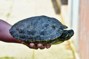 a person holding a turtle in their hand photo