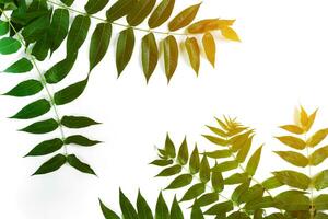 Green leaf branches on white background. flat lay, top view. Sun Flare photo