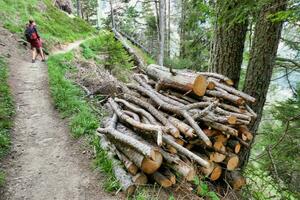 a man walking down a trail with a pile of logs photo